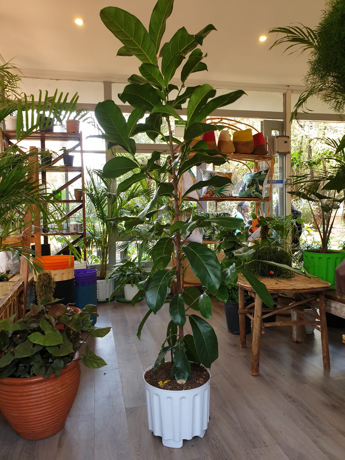 Ficus lyrata ("Fiddle Leaf Fig")