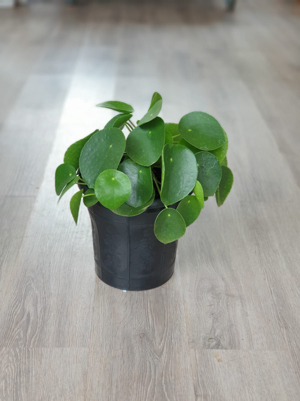 Chinese Money plant (Pilea Peperomioides)