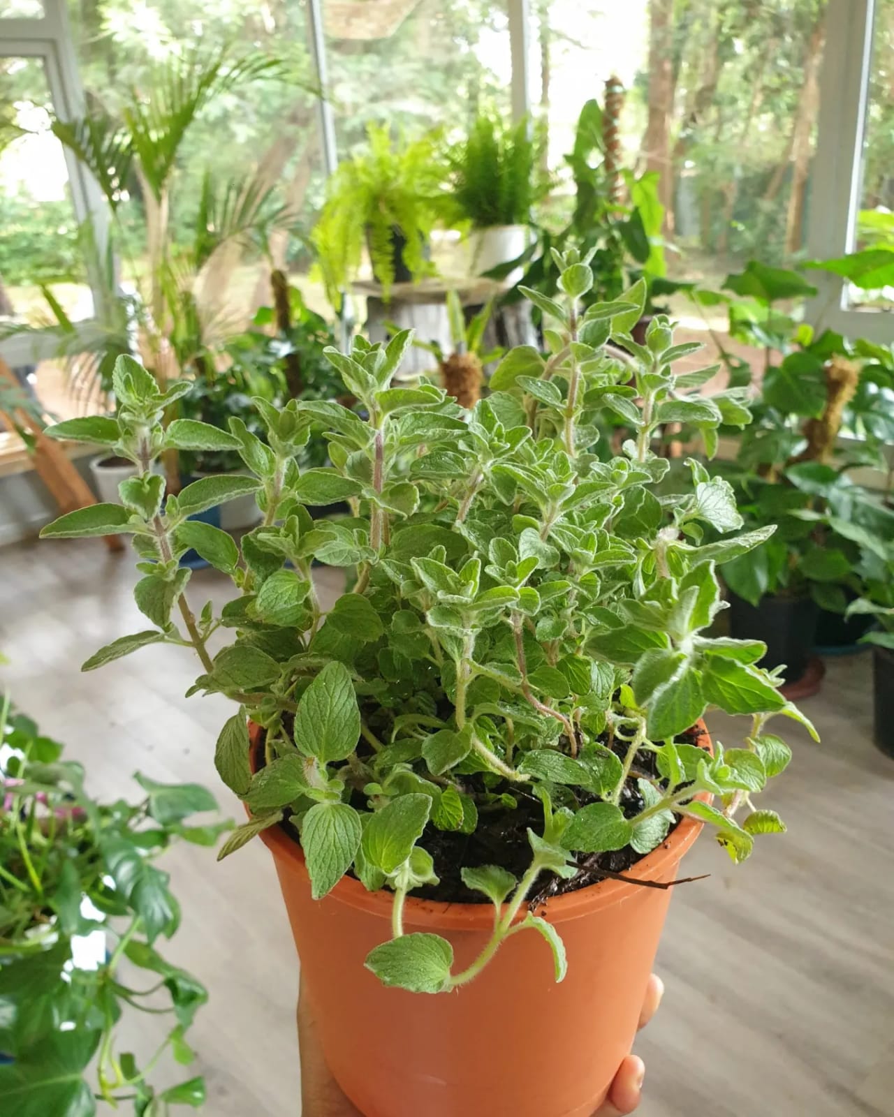 Oregano