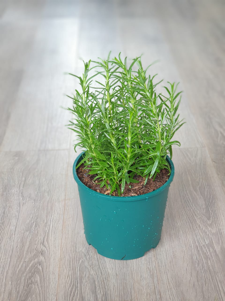 Rosemary