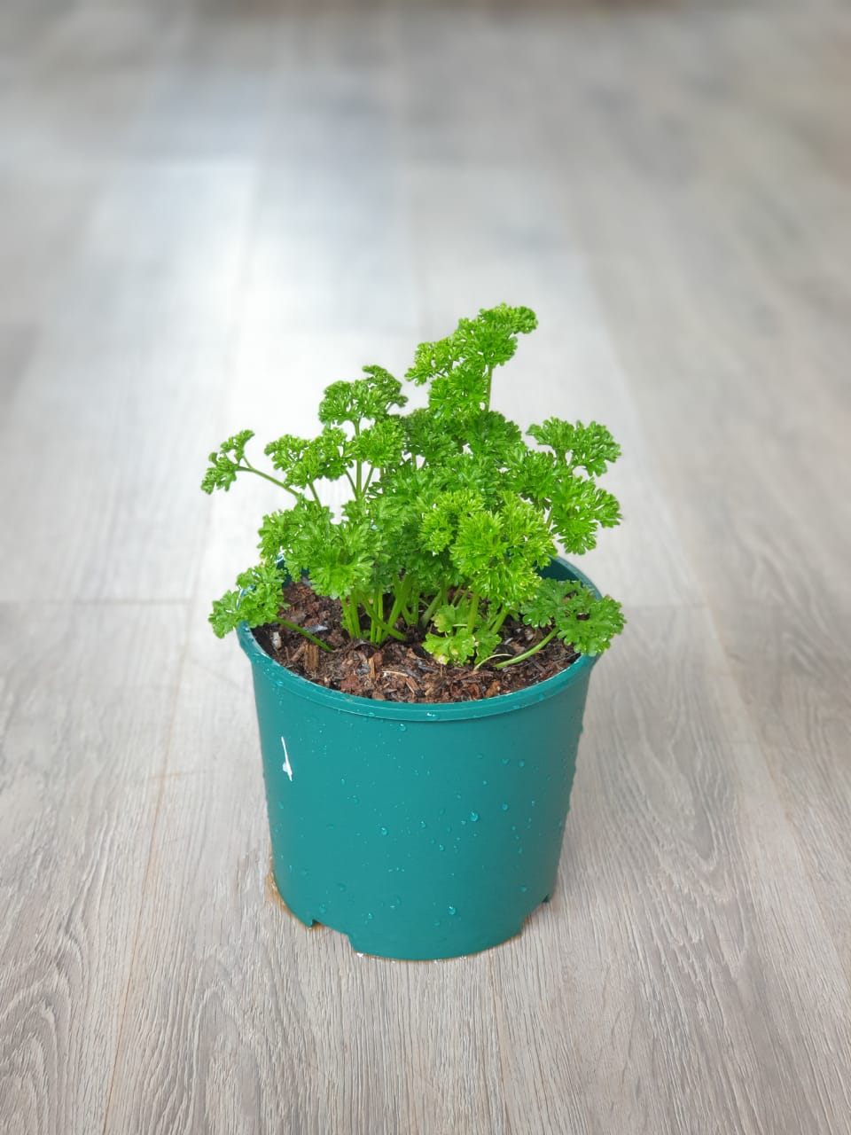 Parsley