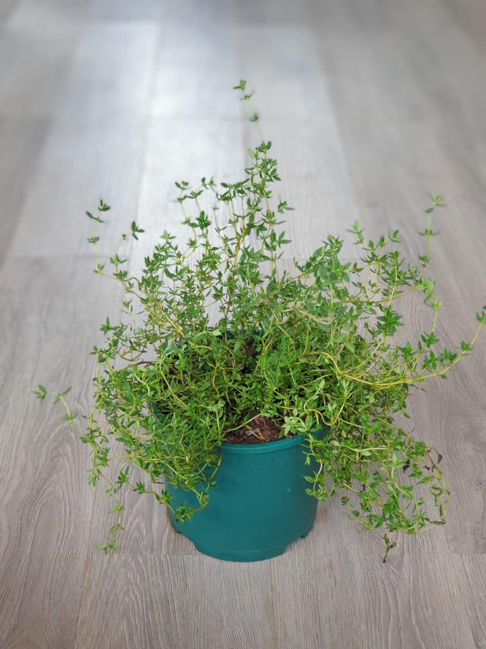 Thyme