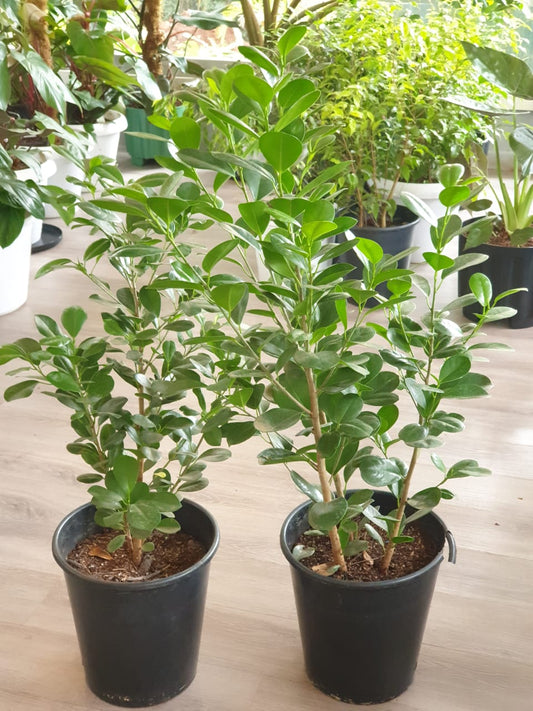 Ficus Microcarpa