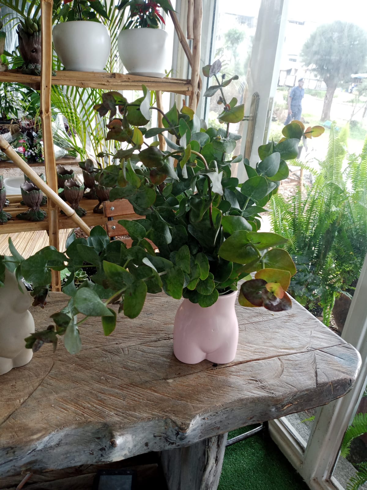 Eucalyptus Plant