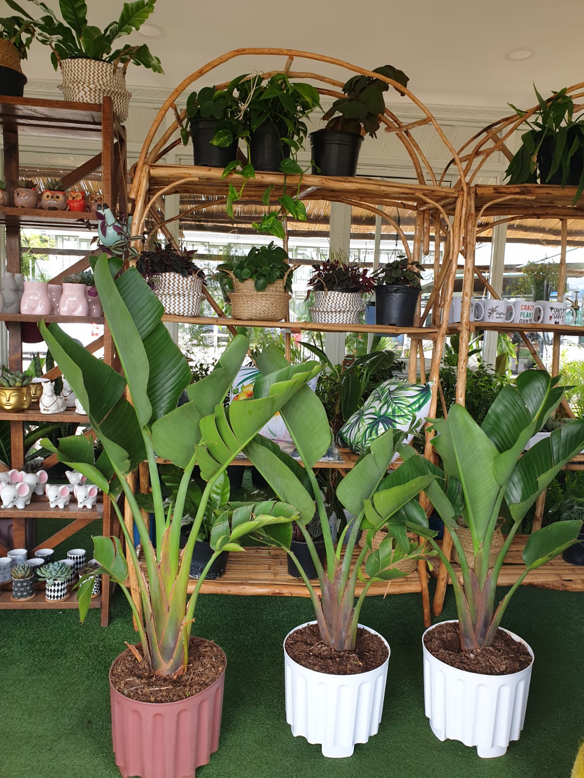 Strelizia Nicolai ( White Giant Birds of Paradise)