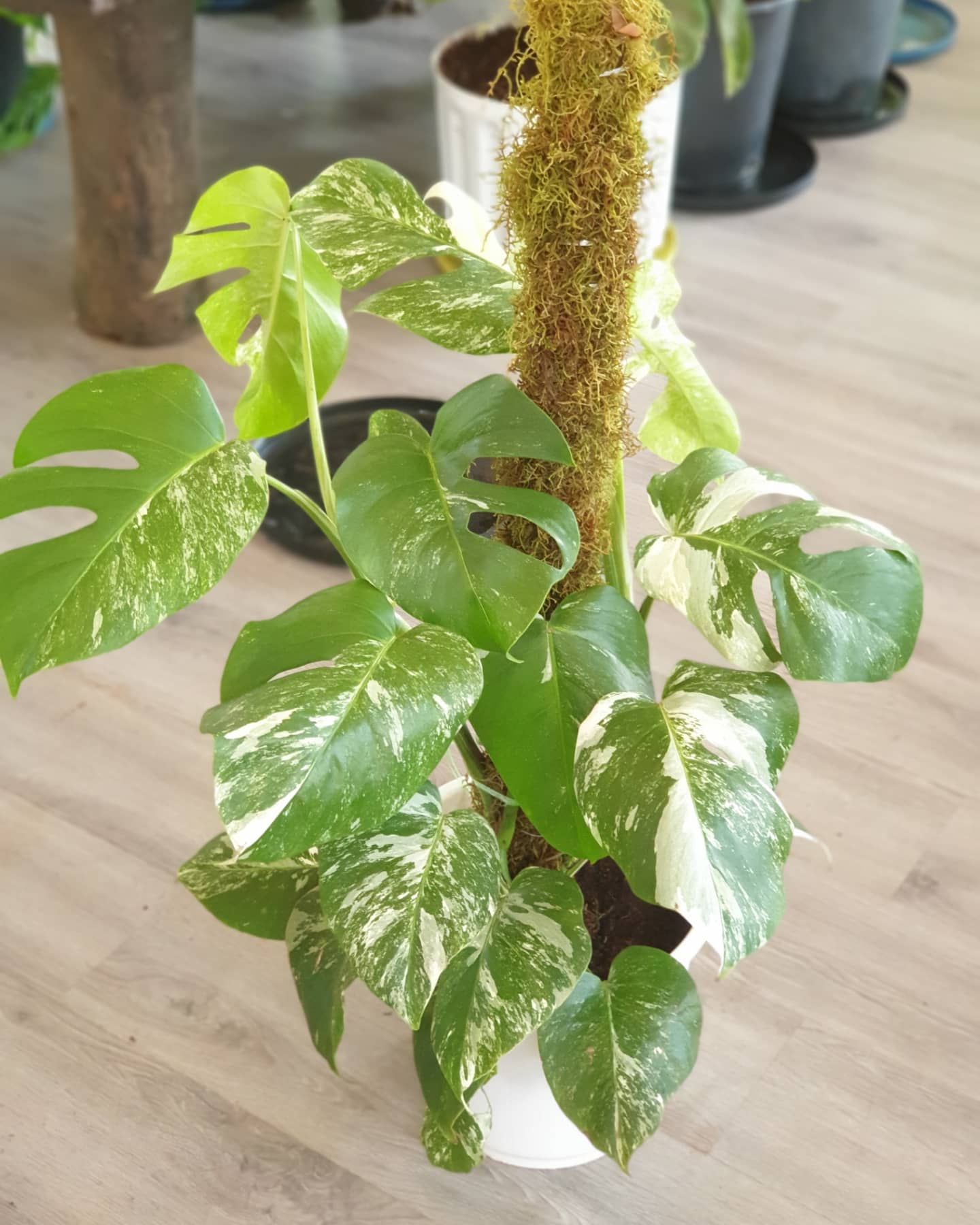 Variegated Collection