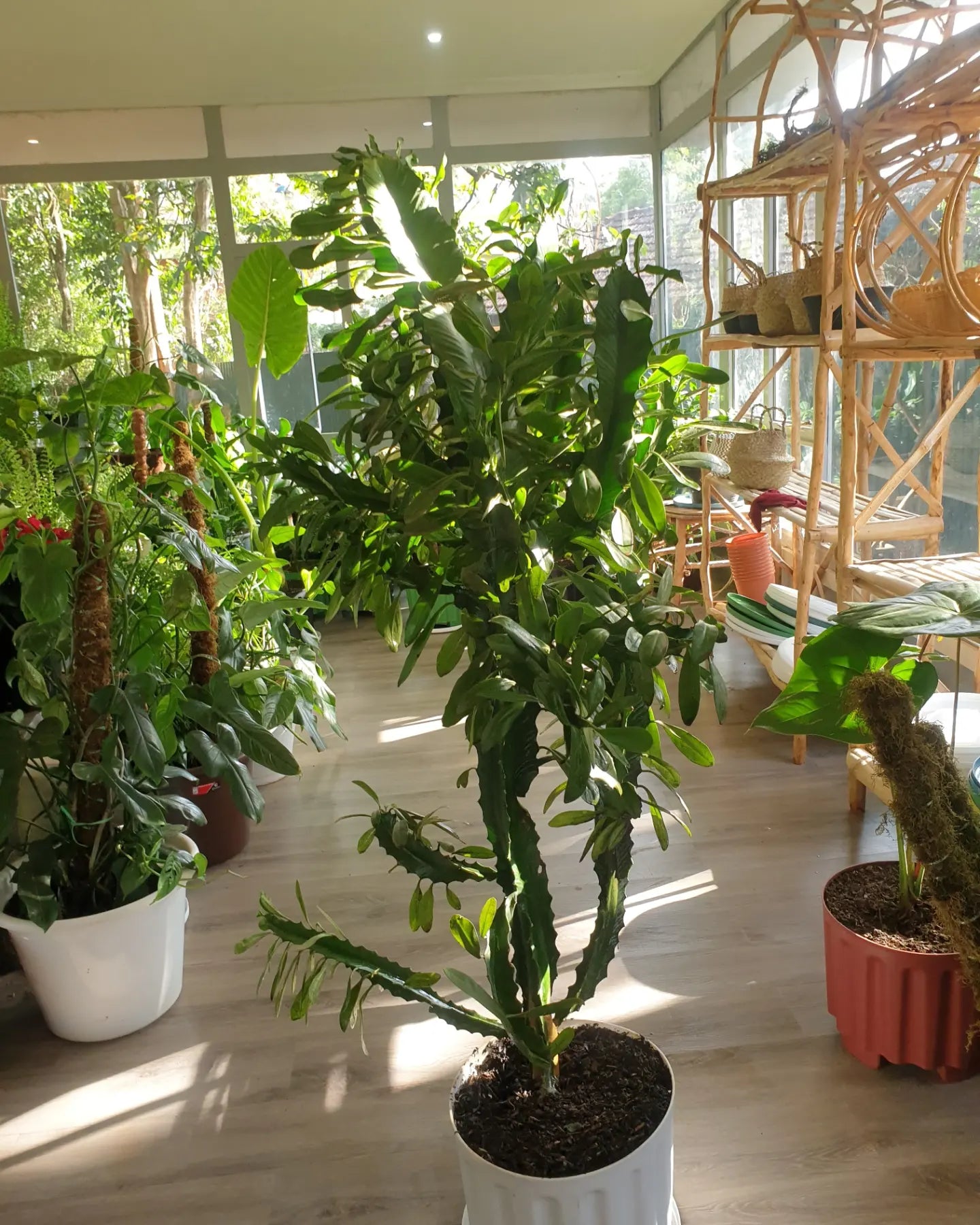 African Milk Tree Cactus