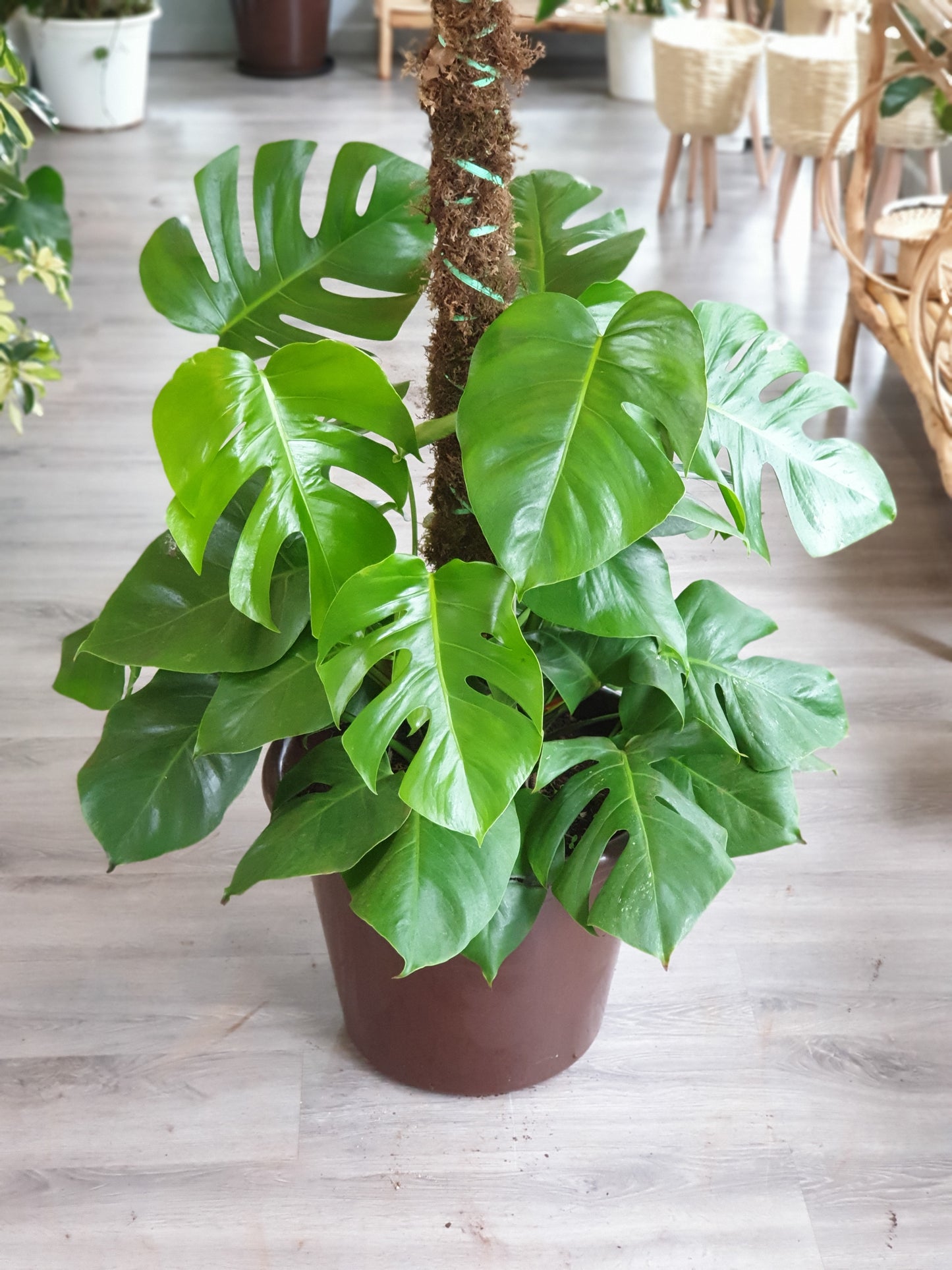 Monstera Deliciosa