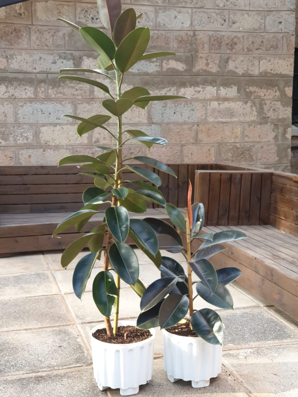 Rubber Plant ( Ficus Elastica / Rubber Tree")