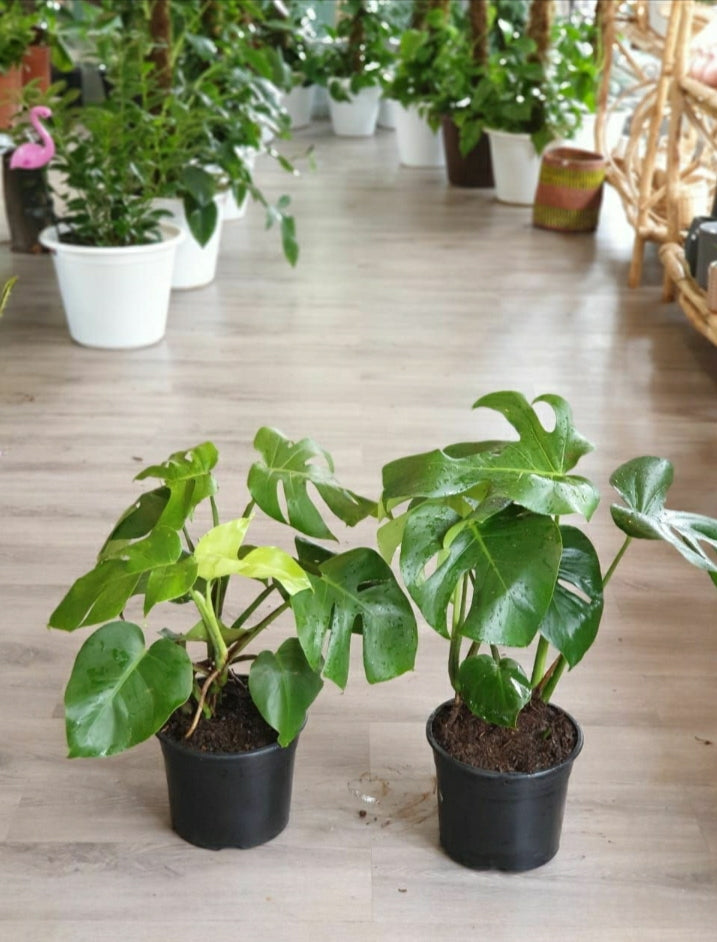 Monstera Deliciosa