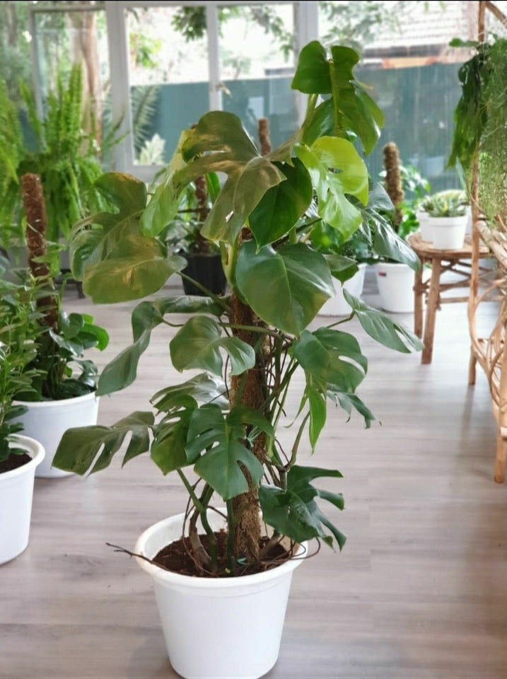Monstera Deliciosa