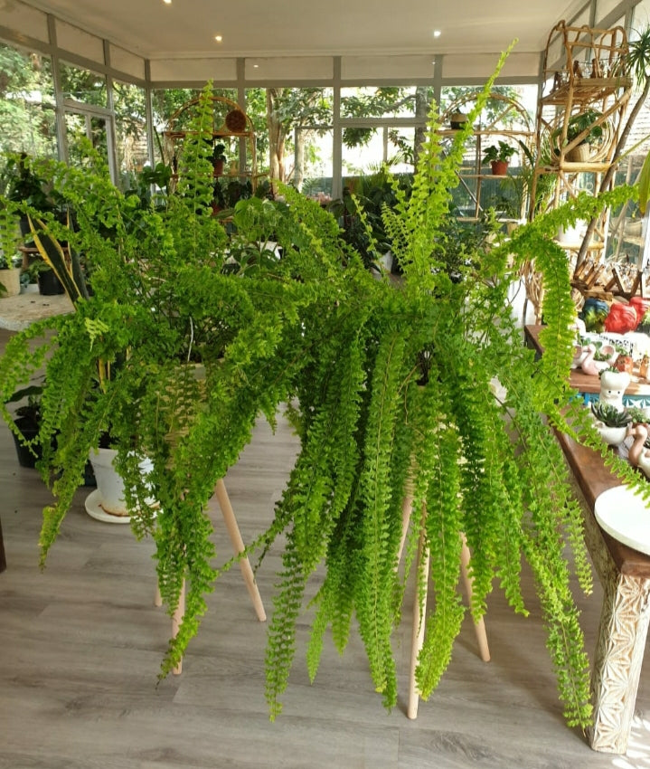 Boston Fern (Nephrolepis exaltata)