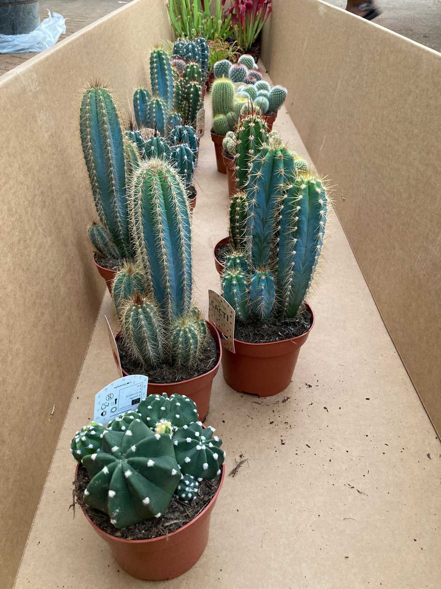 Cacti - Nature Suprise