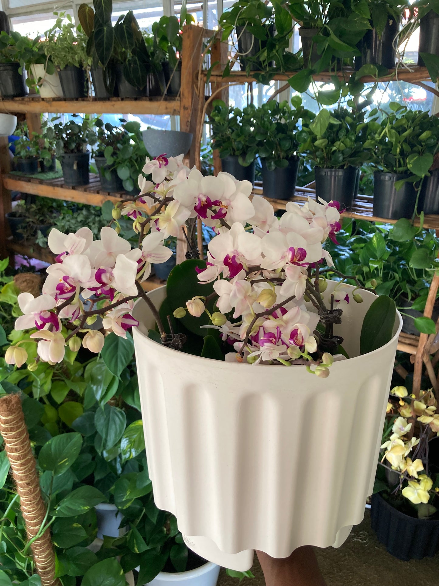 Orchids