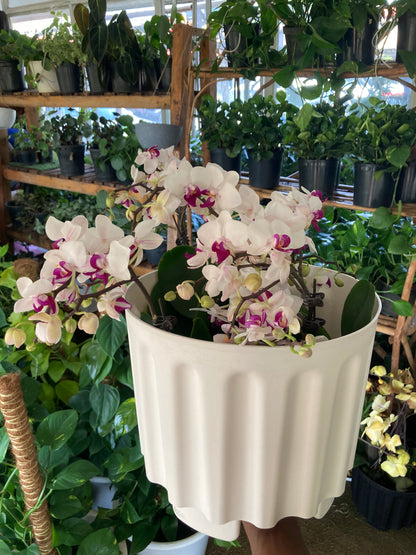 Orchids