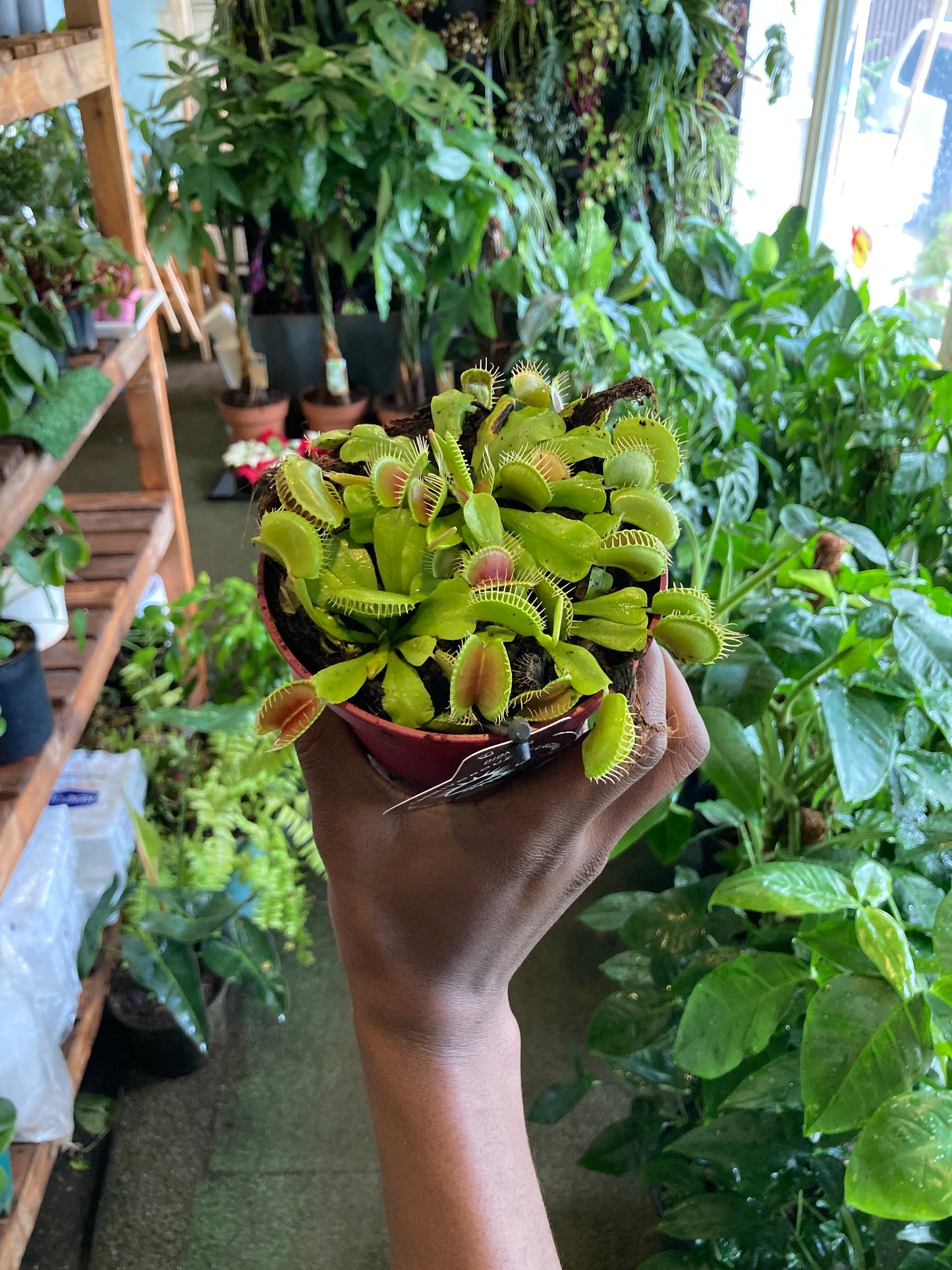 Venus Fly Trap