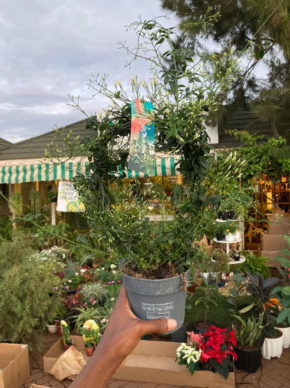 Indoor Jasmine (Jasmine Polyanthum)