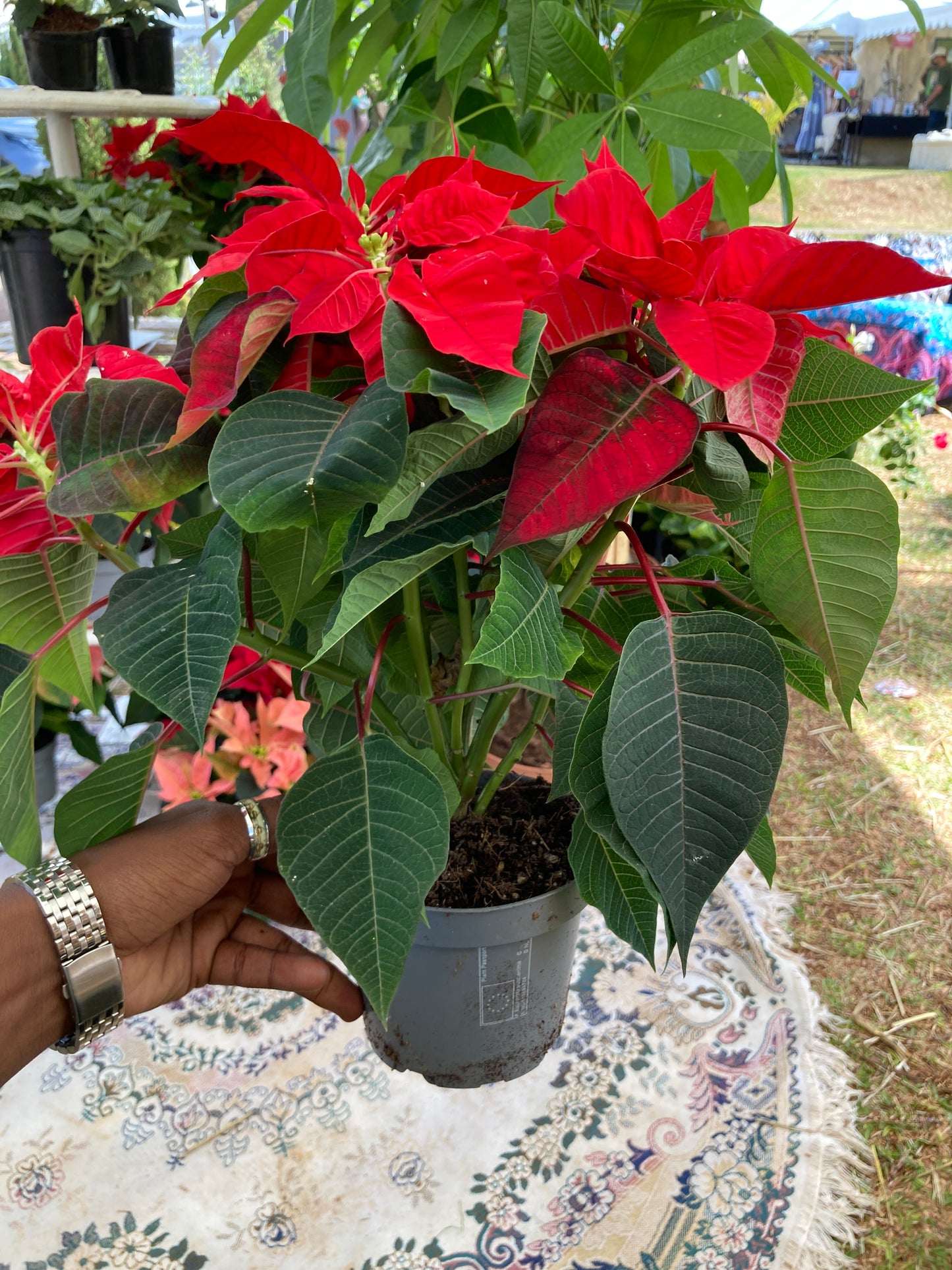 Poinsettias