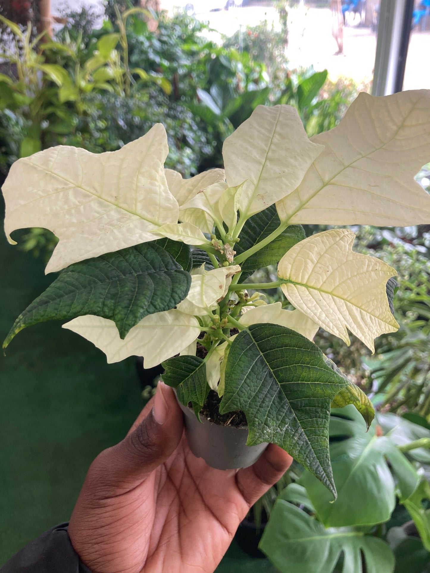 Poinsettias