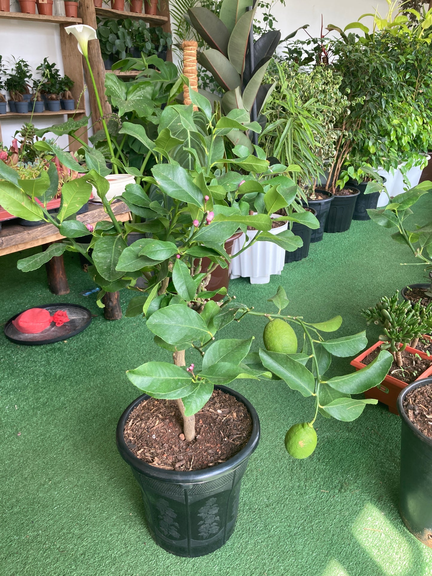Meyer Lemon Tree ( Citrus Lemon