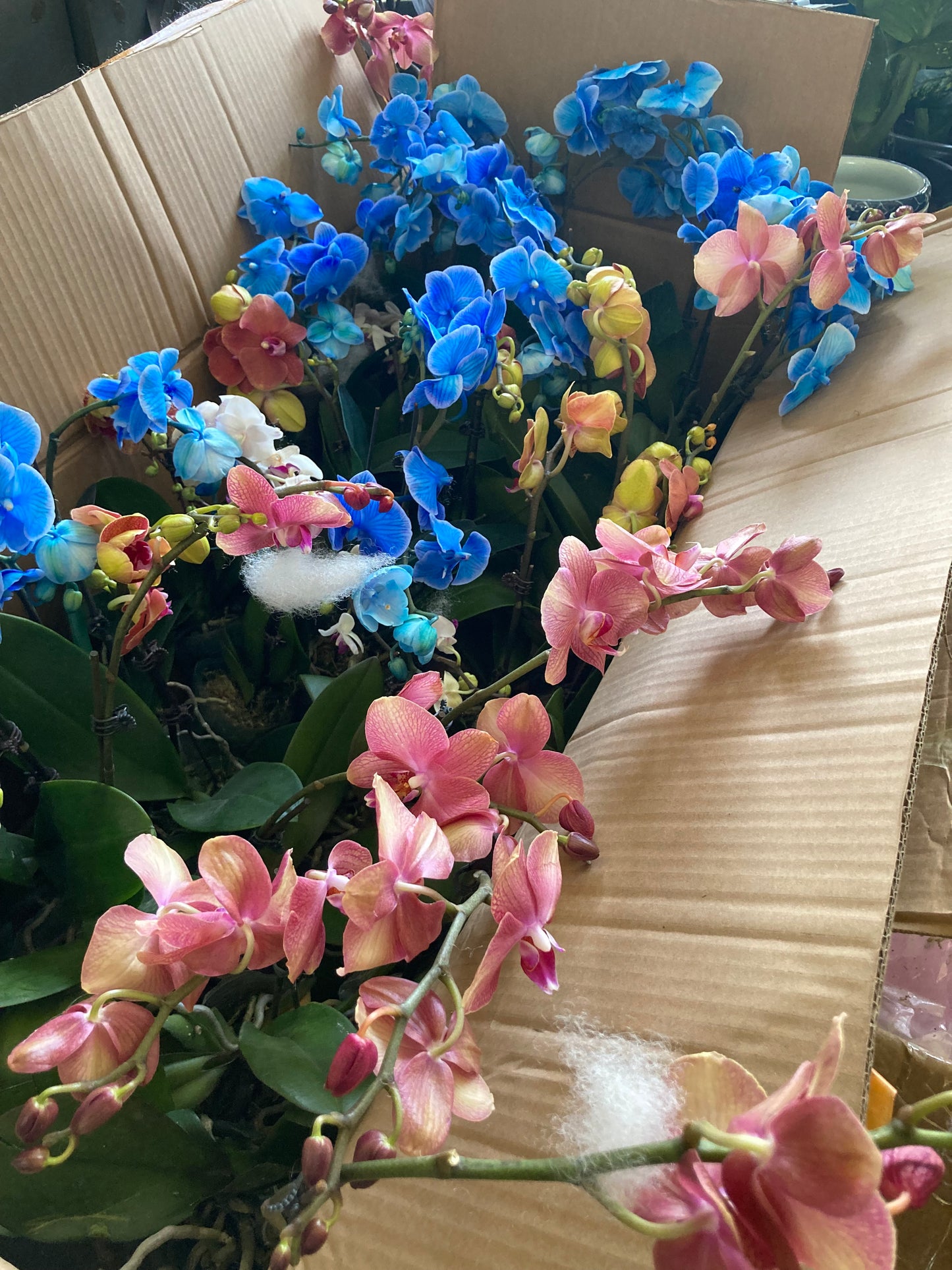 Orchids