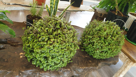 Green Inch Plant