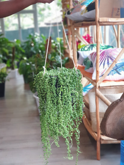 String of Tears (Senecio herreanus)