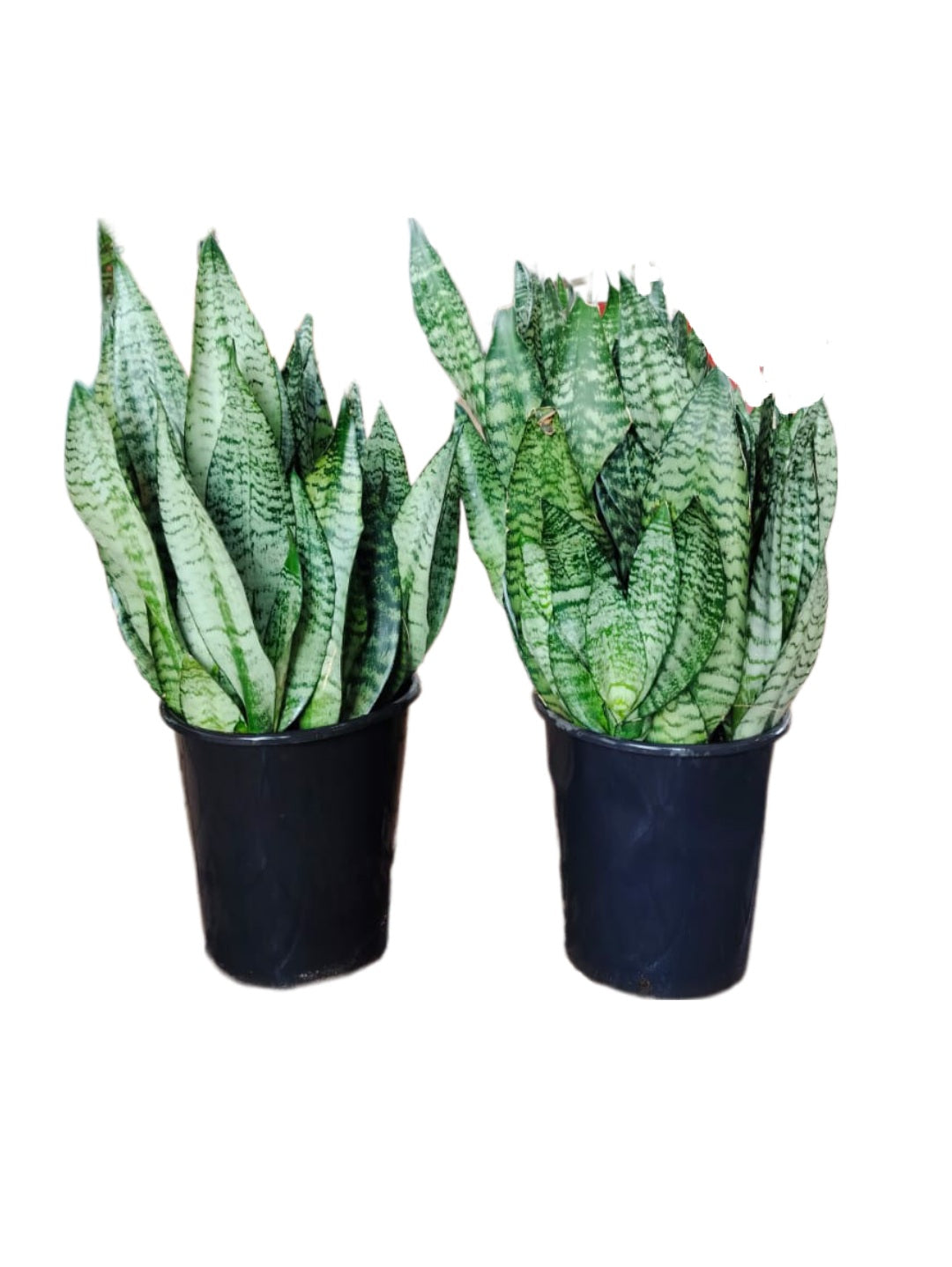 Snake Plant Robusta(Sansevieria Trifasciata)