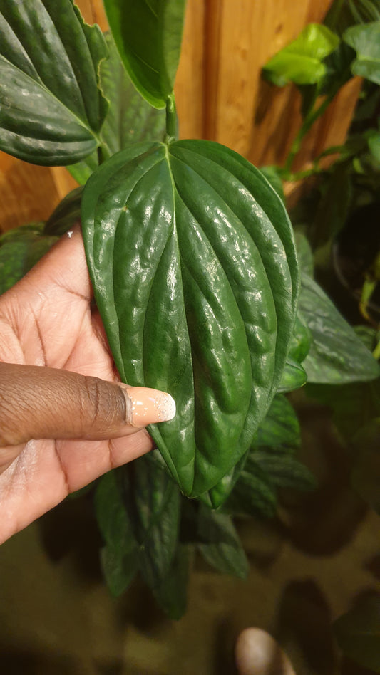 Monstera Peru