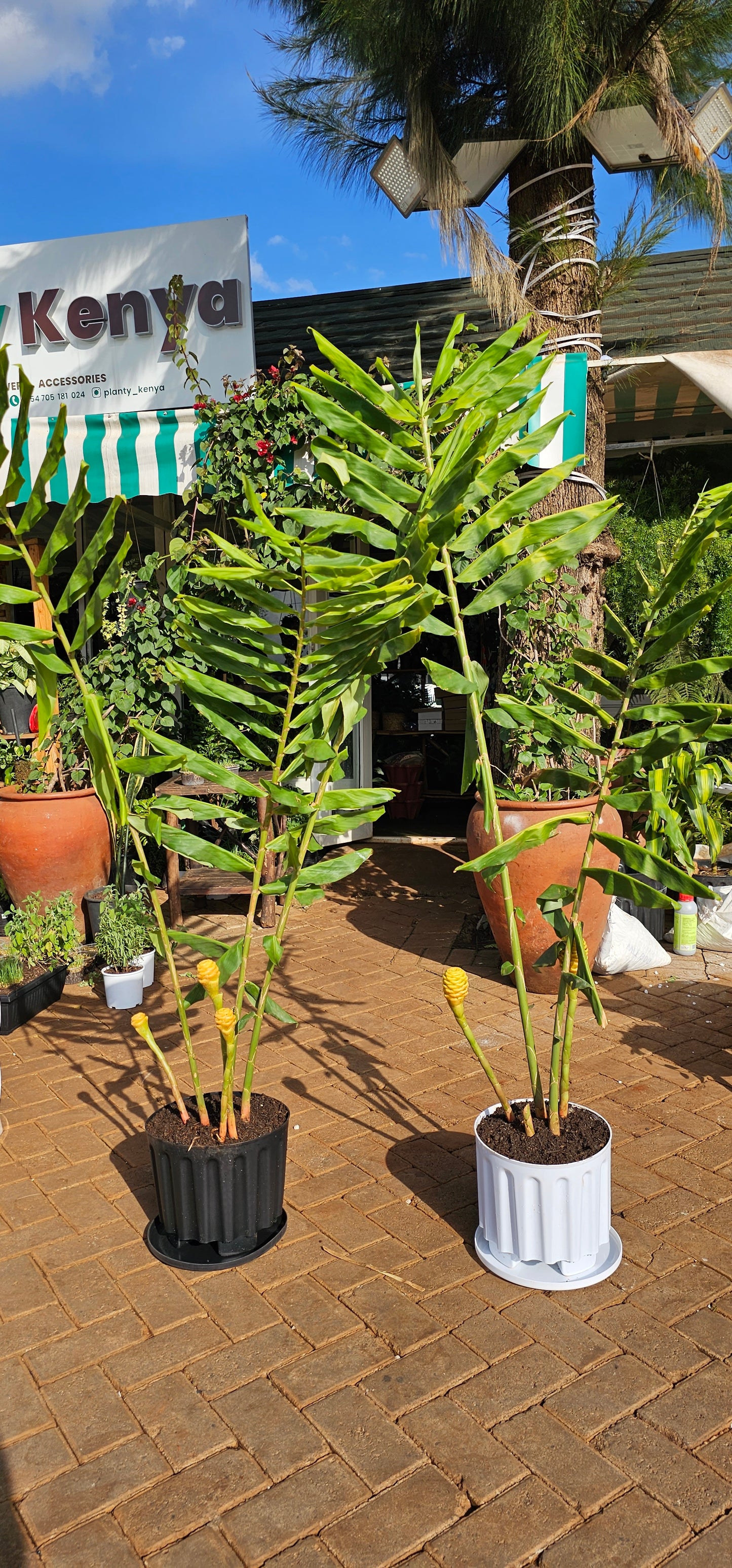 Shampoo Ginger Plant