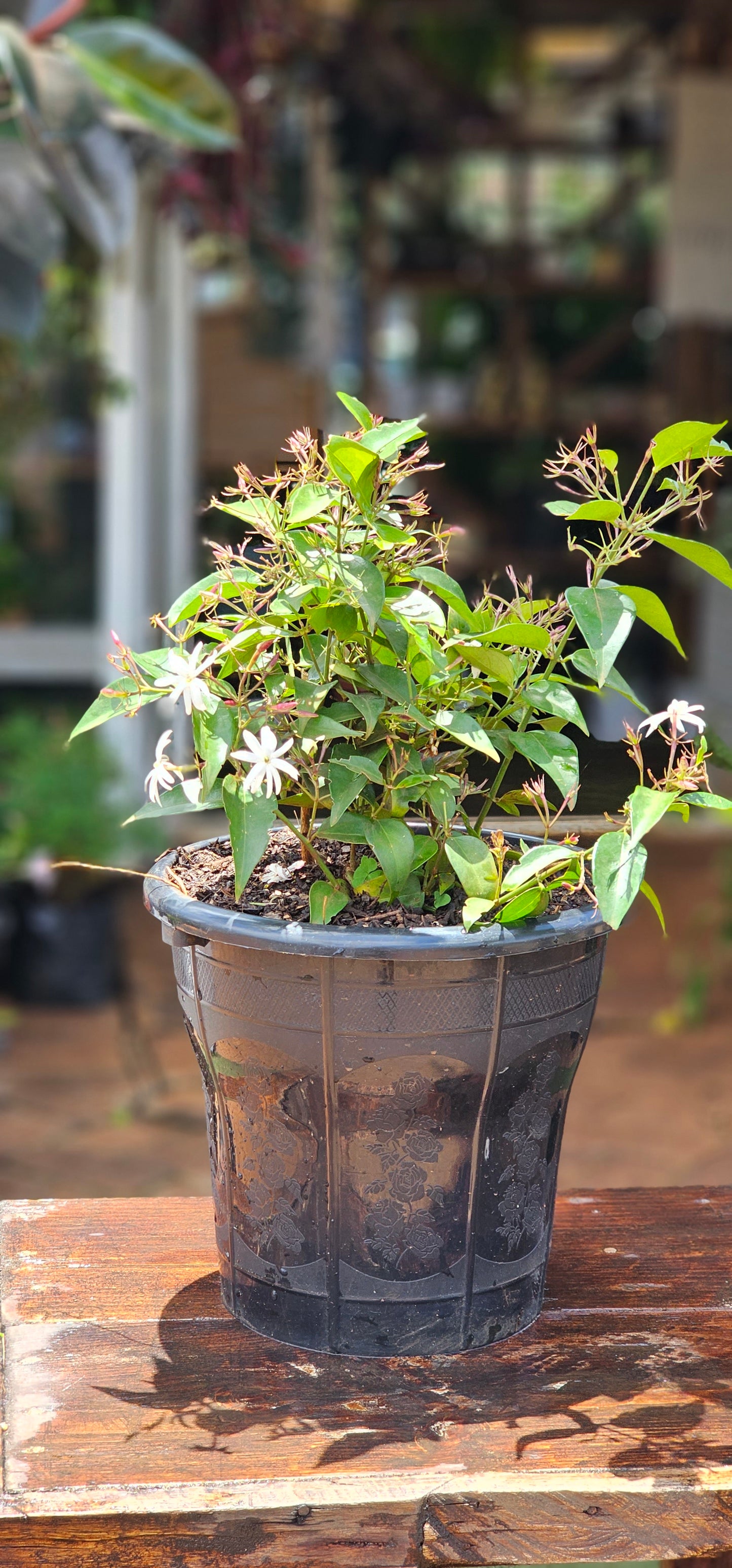 White Jasmine