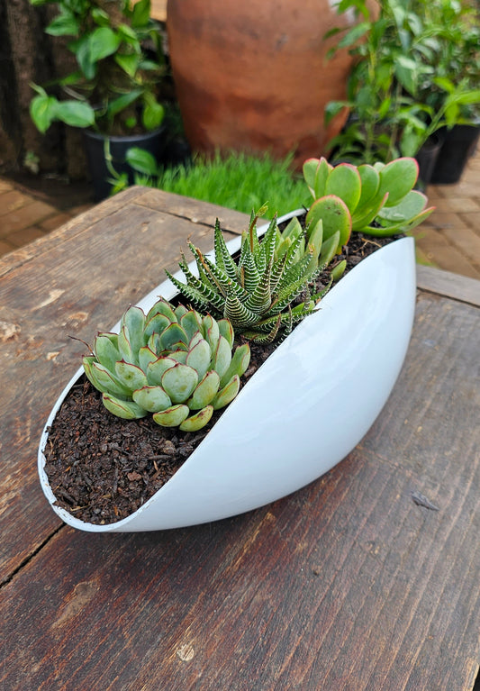 Succulent Garden Shell Fibre Pot