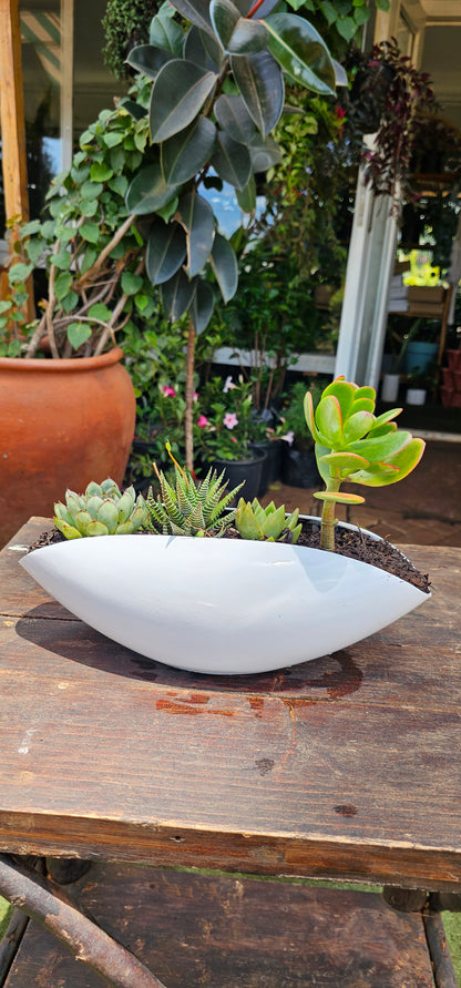 Succulent Garden Shell Fibre Pot