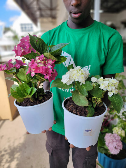 Hydrangea