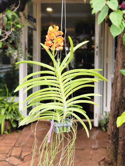 Vanda Orchids- Large