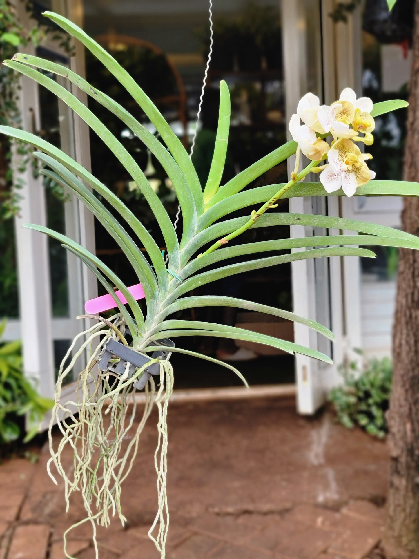 Vanda Orchids- Large