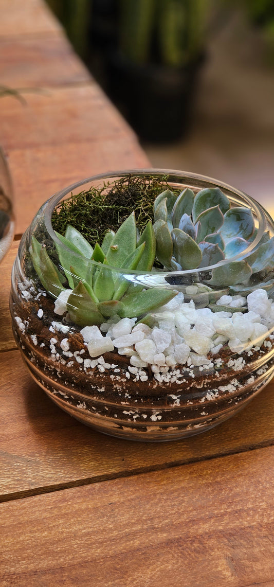 Open Terrarium