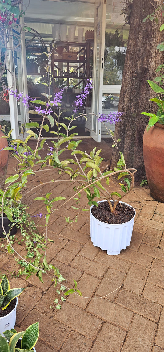 Petrea