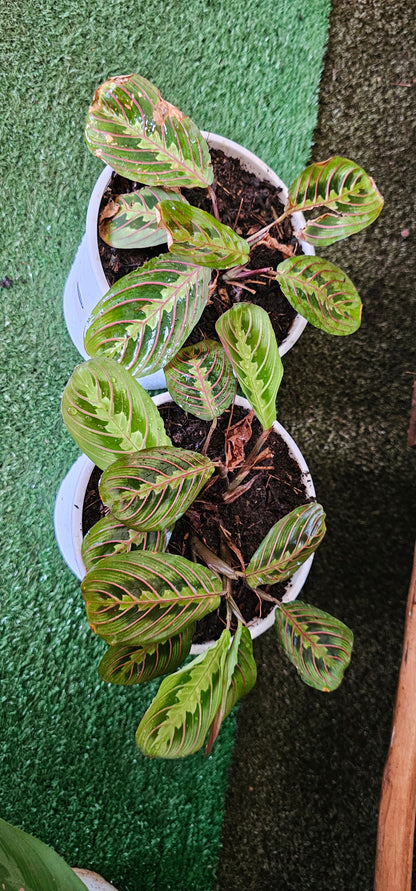 Maranta leuconeura