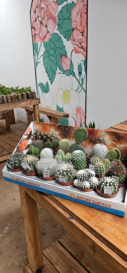 Cacti - Nature Suprise