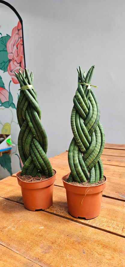 Braided Snake Plant (Sansevieria Cylindrica)