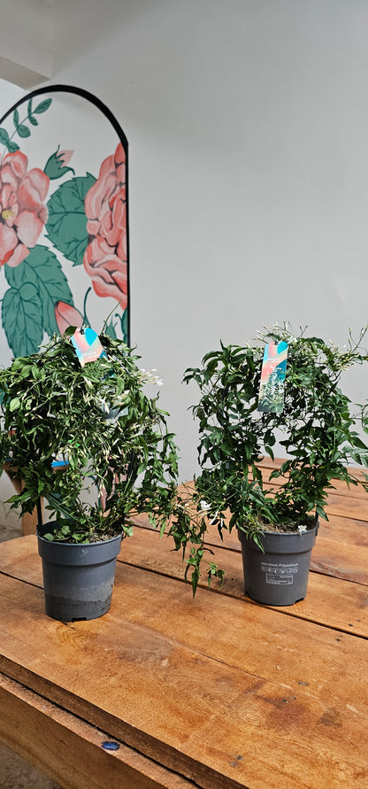 Indoor Jasmine (Jasmine Polyanthum)