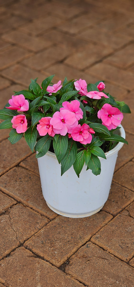 Impatiens