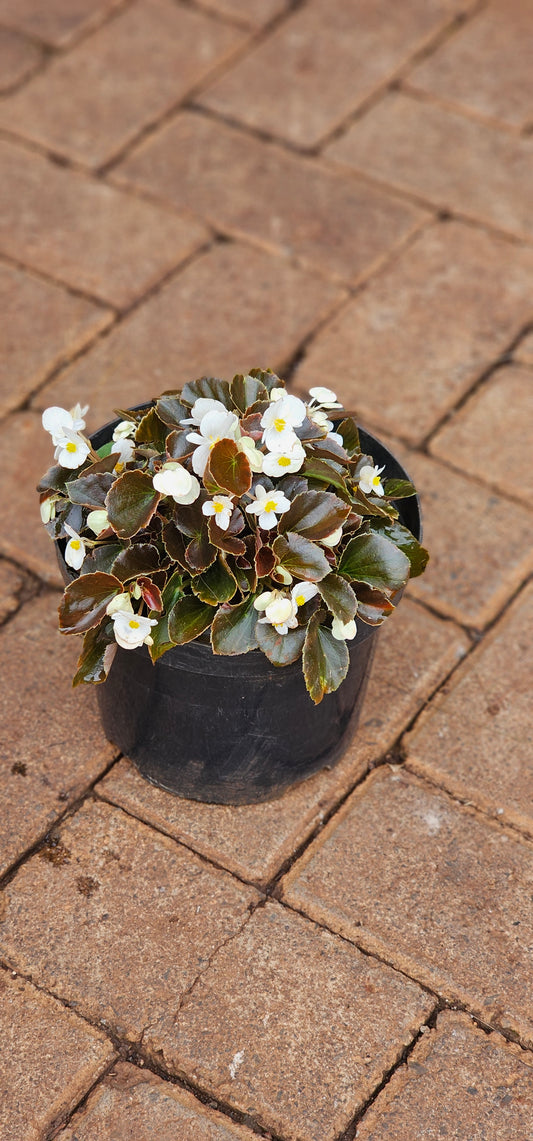 Begonia
