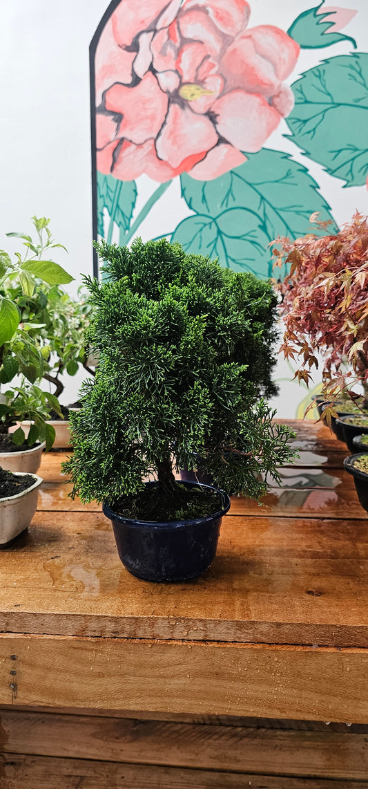 Juniperus Chinensis Bonsai