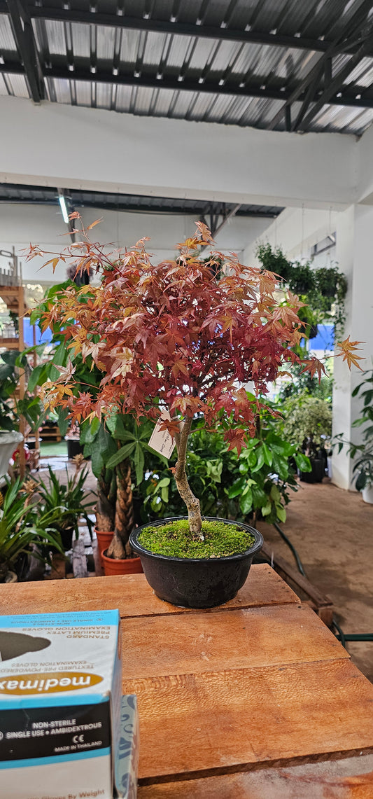 Japanese Maple Bonsai