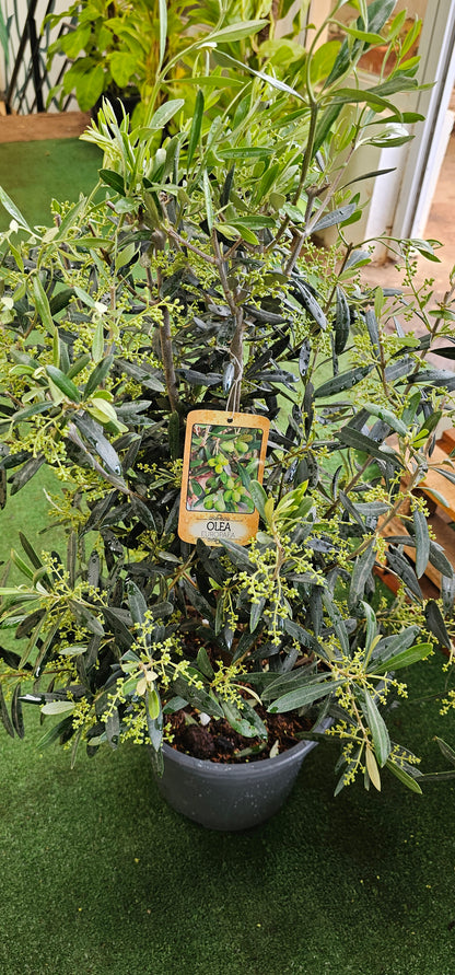 European Olive Bush (Olea Europea)