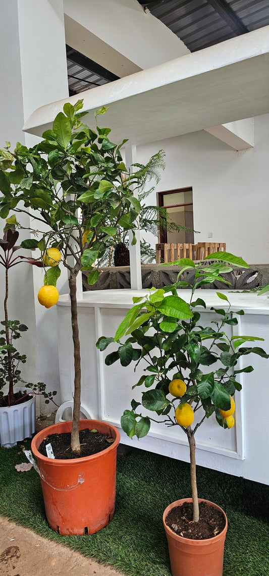 Meyer Lemon Tree ( Citrus Lemon