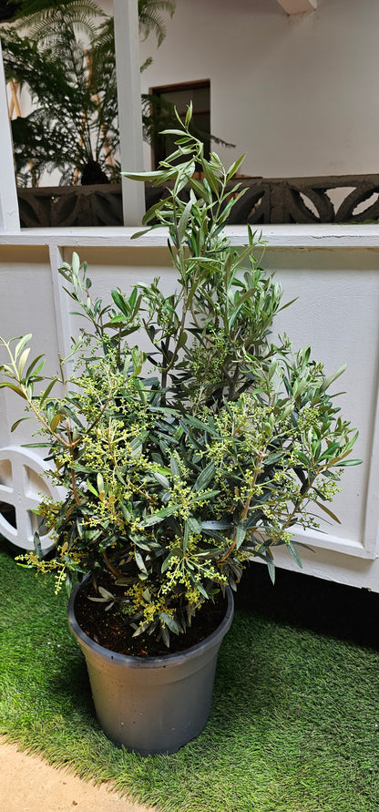 European Olive Bush (Olea Europea)