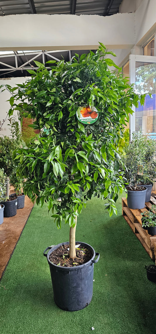 Citrus Reticulata